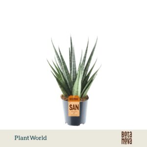 Sansevieria Cylindrica Sem
(6 Plants/Order)(12cmP 35cmH)