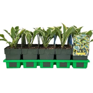 Hosta other First Frost' P11
(10 Plants/Order)(11cmP 25cmH)
