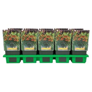 Echinacea purpurea Lakota Orange' P11
(10 Plants/Order)(11cmP 25cmH)