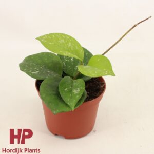 Hoya carnosa Freckles Splash Hoya carnosa Freckles Splash P9
(12 Plants/Order)(9cmP 14cmH)