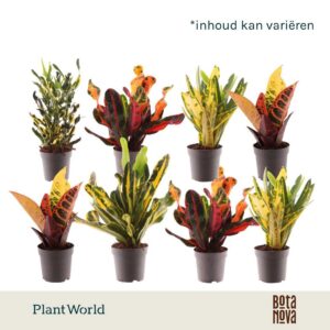 Codiaeum Codiaeum variegatum kleinb Croton mixed kopstek 7 cm
(16 Plants/Order)(7cmP 20cmH)