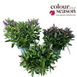 Hebe Addenda Donna P12 Mix-laag (groen)
(8 Plants/Order)(12cmP 30cmH)