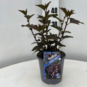 Physocarpus Diabolo opulifolius PBR
(1 Plants/Order)(17cmP 35cmH)
