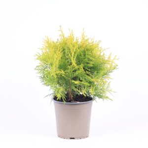Thuja Golden Globe occidentalis
(6 Plants/Order)(15cmP 40cmH)