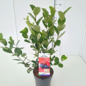 Aronia melanocarpa Autumn Magic' 50-60C5
(1 Plants/Order)(23cmP 60cmH)