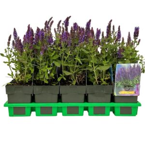 Salvia nemorosa Sensation Deep Blue Bleu' P11
(10 Plants/Order)(11cmP 25cmH)