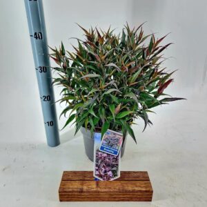 Strobilanthes atropurpureus anisophyllus Brunetthy ('Lankveld15'PBR)
(1 Plants/Order)(19cmP 40cmH)