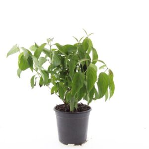 Cornus sericea Kelseyi
(8 Plants/Order)(14cmP 10cmH)