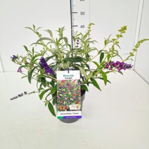 Buddleja Buddleja dav. 'Tricolor' C3
(1 Plants/Order)(19cmP 30cmH)