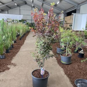 Acer palmatum Bloodgood
(1 Plants/Order)(40cmP 125cmH)