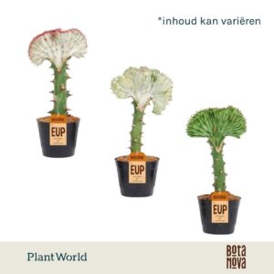 Euphorbia Cristata lactea mix 10,5cm
(10 Plants/Order)(10.5cmP 30cmH)