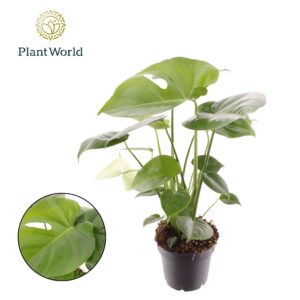 Monstera deliciosa
(10 Plants/Order)(12cmP 45cmH)