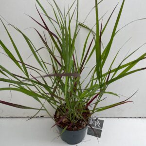 Panicum virgatum Squaw
(1 Plants/Order)(19cmP 70cmH)