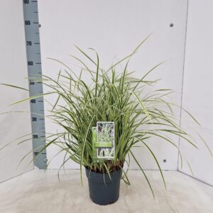 Carex morrowii Goldband'
(1 Plants/Order)(17cmP 40cmH)