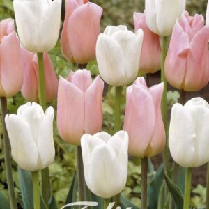 Droge Bulbs Tulipa Garden Sweet Candy x10 12/+
(10 Plants/Order)(20cmP 45cmH)