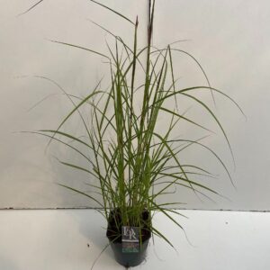 Miscanthus sinensis Ferner Osten
(1 Plants/Order)(23cmP 70cmH)