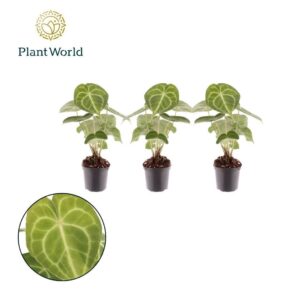 Anthurium clarinerviu
(16 Plants/Order)(7cmP 15cmH)