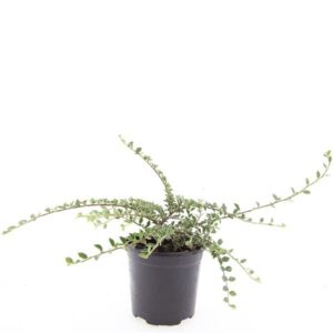 Cotoneaster atropurpureus Variegat
(8 Plants/Order)(14cmP 10cmH)