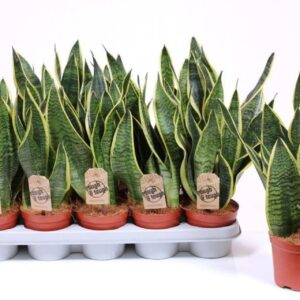 Sansevieria Futura Superba
(10 Plants/Order)(12cmP 40cmH)