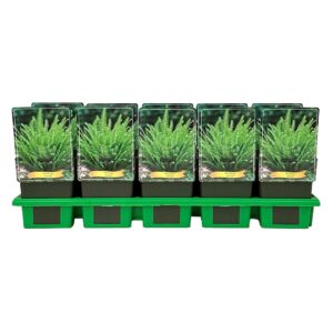 Blechnum spicant
(10 Plants/Order)(11cmP 25cmH)