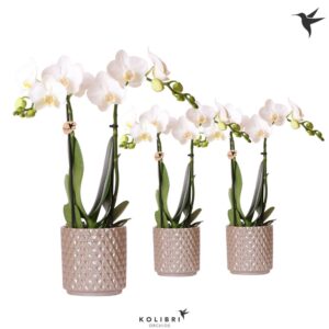 Phalaenopsis Multiflora white 2 spike in Diamond Pearl sand
(8 Plants/Order)(9cmP 40cmH)