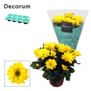 Chrysanthemum Breeze Sol Chrysanne® Margarita Yellow
(8 Plants/Order)(13cmP 25cmH)