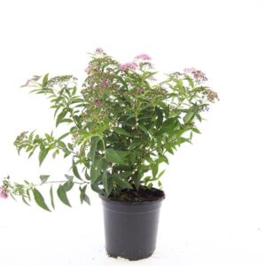 Spiraea japonica Genpei
(8 Plants/Order)(14cmP 10cmH)