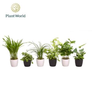 Indoor plants gem. green 4 Types Keen on Green mix Texas 7 cm in Sara Pot Black White
(16 Plants/Order)(7cmP 35cmH)