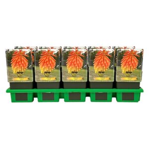 Kniphofia uvaria Rooperi P11
(10 Plants/Order)(11cmP 25cmH)