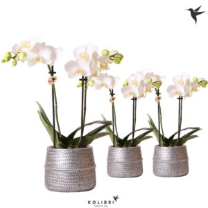 Phalaenopsis Multiflora white 2 spike in Groove Pot silver
(6 Plants/Order)(9cmP 40cmH)
