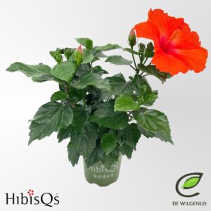 Hibiscus HibisQs® rosa-sinensis 'Hera' p13
(8 Plants/Order)(13cmP 35cmH)