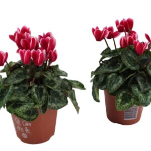 Cyclamen Super Serie Cyclaam Fuji Magenta
(10 Plants/Order)(9cmP 18cmH)