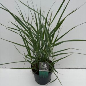 Panicum virgatum Prairy Sky'
(1 Plants/Order)(19cmP 25cmH)
