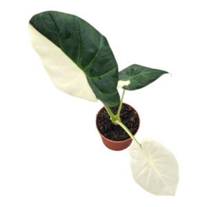 Alocasia Alocasia Regal Shields Variegata
(1 Plants/Order)(7cmP 15cmH)