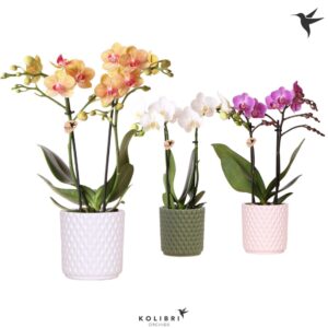 Phalaenopsis mixed 2 spike in Diamond Pot
(8 Plants/Order)(9cmP 40cmH)