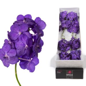 Vanda Tayanee Blue Vanda 12 spike Tayanee Blue
(12 Plants/Order)(cmP 20cmH)