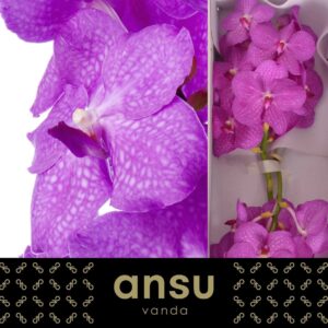 Vanda Nitaya Hot Fuchsia Vanda Hot Pink
(16 Plants/Order)(cmP cmH)