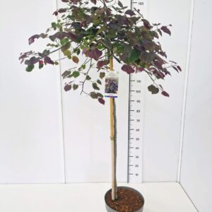 Cercis canadensis Cercis can. 'Ruby Falls' 120CMSTC12
(1 Plants/Order)(30cmP 180cmH)