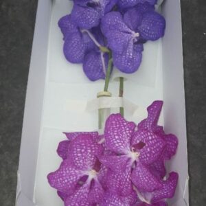 Vanda other Vanda Duo box
(16 Plants/Order)(cmP cmH)