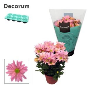 Chrysanthemum Breeze Princess Chrysanne® Margarita Pink
(8 Plants/Order)(13cmP 25cmH)