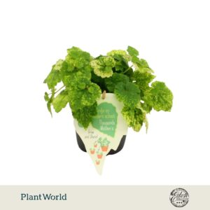 Tolmiea menziesii
(10 Plants/Order)(12cmP 20cmH)