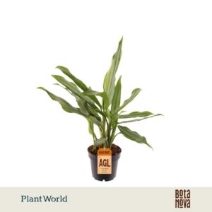 Aglaonema White Lance
(10 Plants/Order)(12cmP 35cmH)