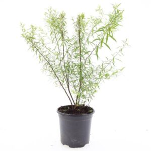 Spiraea thunbergii
(8 Plants/Order)(14cmP 10cmH)