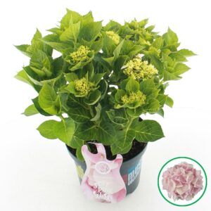 Hydrangea Music Collection Soft Pin macr. Salsa'® C5 (23cm.) Kn.
(1 Plants/Order)(23cmP 45cmH)
