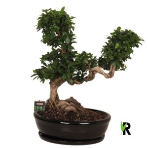 Ficus Ginseng micr. Snake type in Ceramics ovaal schaal schotel black
(1 Plants/Order)(50cmP 80cmH)