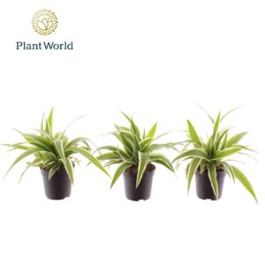 Chlorophytum Ocean
(16 Plants/Order)(7cmP 15cmH)