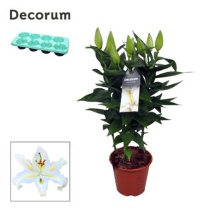 Lilium White Starlight OR 13cm
(8 Plants/Order)(13cmP 40cmH)