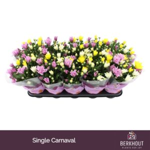 Chrysanthemum Carnaval Single
(10 Plants/Order)(12cmP 26cmH)