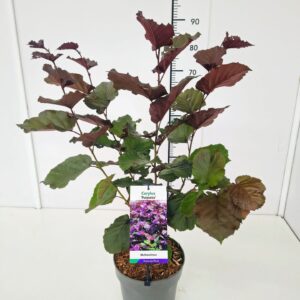 Corylus Purpurea maxima 80-100C5
(1 Plants/Order)(23cmP 100cmH)