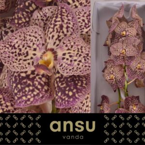 Vanda Sunanda Ocelot Sangria Vanda Sunanda Ocelot Sangria
(16 Plants/Order)(cmP 25cmH)